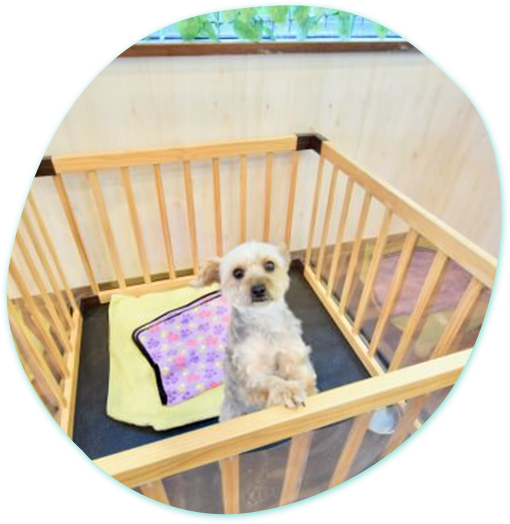 旅行もお出かけも安心してお任せください ペットホテル